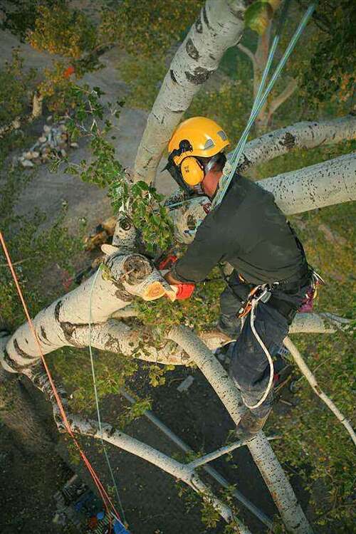 Overhead view of an arborist roped and harnessed in a birch tree, cutting a limb with a chainsaw, wearing a yellow helmet and ear protection.